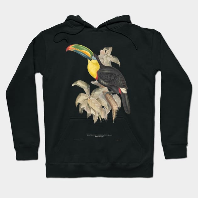 Vintage Toucan Bird Ornithology Natural History Illustration Hoodie by MoPaws